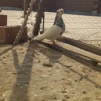 کبوتر|پرنده|گنبد کاووس, |دیوار