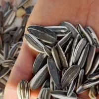 بذر آفتابگردان سنقری