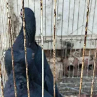 جفت کلاغ