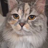 گربه برتیش|گربه|تهران, شهرک طالقانی|دیوار