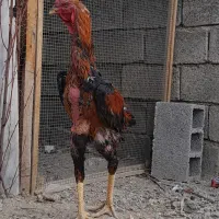 خروس