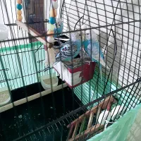 مرغ عشق|پرنده|علی‌آباد کتول, |دیوار