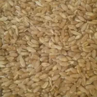 گندم تمیز برا فروش