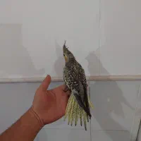 جوجه عروس هلندی