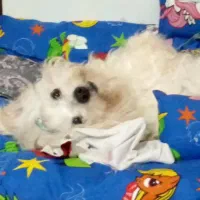 سگ پشمالو|سگ|رشت, پارک شهر|دیوار