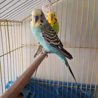 جفت مرغ عشق آماده