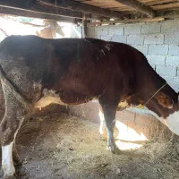 دو راس گاو یه گوساله ماده