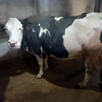 گاو سیمینتال شکم سوم با گوساله سیمینتال ماده|حیوانات مزرعه|مشگین شهر, |دیوار