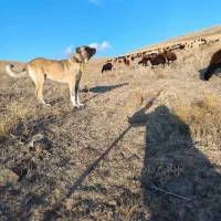 سگ سرابی از نوادگان پلی میانه