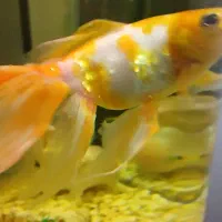 گلدفیش|ماهی|گرگان, |دیوار