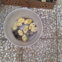 جوجه گوشتی راس 308