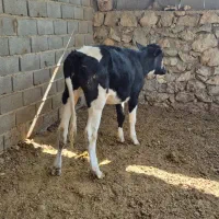 گوساله ماده|حیوانات مزرعه|سرفاریاب, |دیوار