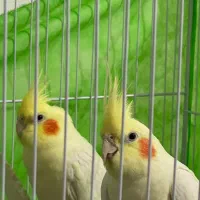 عروس هلندی لوتینو طوطی عروس