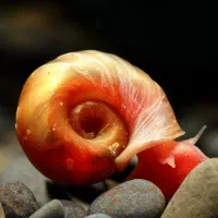 حلزون رامشورن مناسب آکواریوم