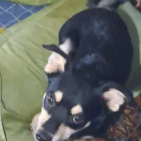 این بچه داخل پارک زیتون دیشب گمشده