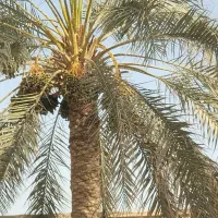 متقاضی جابجایی فرهنگیان با مژدگانی