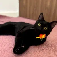 واگذاری رایگان