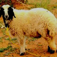 چاق و پروار نصفه گوشت گوسفند