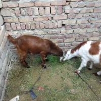 گوسفند فروشی