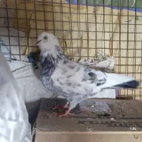 کفتر پرشی شمرونی تهرانی غریب گیری|پرنده|تهران, جیحون|دیوار