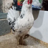 ۴ عدد مرغ لاری اصل یک خروس گلین اصل