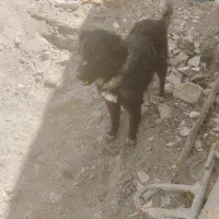 واگذاری سگ نگهبان