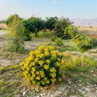 اجاره زمین کشاورزی