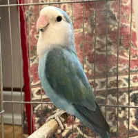 کوتوله خوش رنگ