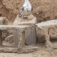 صید فروشی|پرنده|خواف, |دیوار