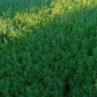 یونجه چین دوم پر گل