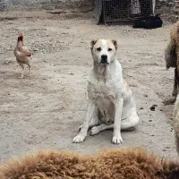 سگ آلابای ترکمن ماده معاوضه با مرغ خروس