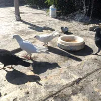 کبوتر ۱۲عددهمش فقط یک ملیون این قیمت تا پاین امروز|پرنده|دهدشت, |دیوار