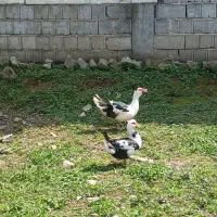 اردک اسرائیلی نر وماده