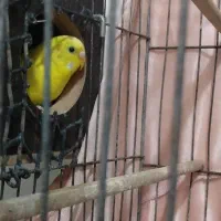 مرغ عشق ماده آماده به تخم|پرنده|اهر, |دیوار