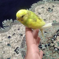 ۷عدد مرغ عشق دستی