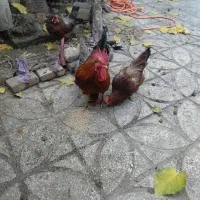 مرغ و خروس رسمی تخم گزار فروش فوری|حیوانات مزرعه|قرچک, داوود آباد|دیوار