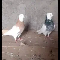 پرنده  کبوتر طوقی