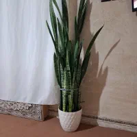 سالم وسرحال