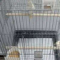 عروس هلندی با قفس و تجهیزات|پرنده|قدس, شهرقدس|دیوار