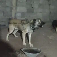 سگ گله  مناسب گوسفند