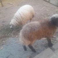 بره پروری|حیوانات مزرعه|شوط, |دیوار