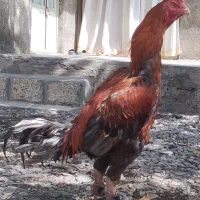 خروس لاری