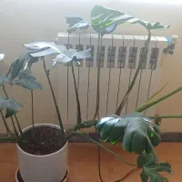 مونسترا دلیسوزا|گل و گیاه طبیعی|شیراز, حافظیه|دیوار