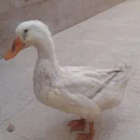 فروش اردک نر