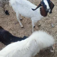 تعدادی گوسفند فروشی|حیوانات مزرعه|توکهور, |دیوار