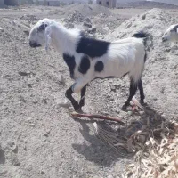 دوتا گوسفند بزرگ و چاق