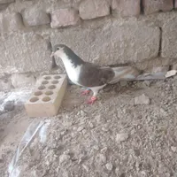 کبوتر ساده|حیوانات|زابل, |دیوار