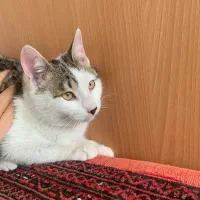 واگذاری گربه به خانواده متعهد