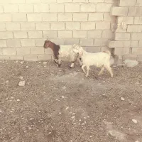 بیگ بز بره میش|حیوانات مزرعه|دزفول, |دیوار