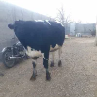 تلیسه ابستن رعنا